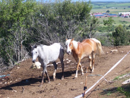 ΚΑΓΙΑ & HAFLINGER