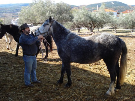 Προσκοπισμός και Ιππασία