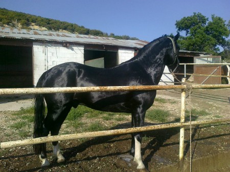 JERONIMO (ΕΠΩΛΗΘΗ).jpg